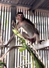 Hạt Kiểm lâm Đồng Phú tiếp nhận 01 cá thể Khỉ đuôi dài để tái thả về tự nhiên