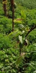Xã Thống Nhất, huyện Bù Đăng triển khai công tác  trồng hơn 7000 cây xanh.