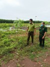 Hạt Kiểm lâm huyện Bù Đốp tổ chức kiểm tra tỷ lệ  cây trồng, tỷ lệ cây sống của chương trình  trồng cây xanh năm 2021