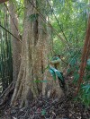 Kiểm lâm LHTX Bù Gia Mập - Phước Long hăng hái tuần tra bảo vệ tài nguyên rừng Khu di tích núi Bà Rà - Thị xã Phước Long