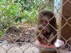 Bù Đăng: Tiếp nhận và bàn giao 01 cá thể Khỉ mặt đỏ để thả về môi trường tự nhiên