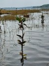 Chi cục Kiểm lâm tỉnh Bình Phước kiểm tra công tác trồng cây, chăm sóc rừng trồng tại khu vực lòng hồ thủy điện Cần Đơn.
