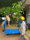 Mùa trồng cây xanh năm 2023 trên địa bàn thị xã Phước Long