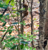 Hạt Kiểm lâm huyện Lộc Ninh tái thả cá thể động vật hoang dã về môi trường sống tự nhiên