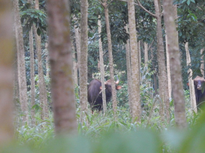 Hình ảnh đàn bò tót (Bos frontalis) tại huyện Đồng Phú