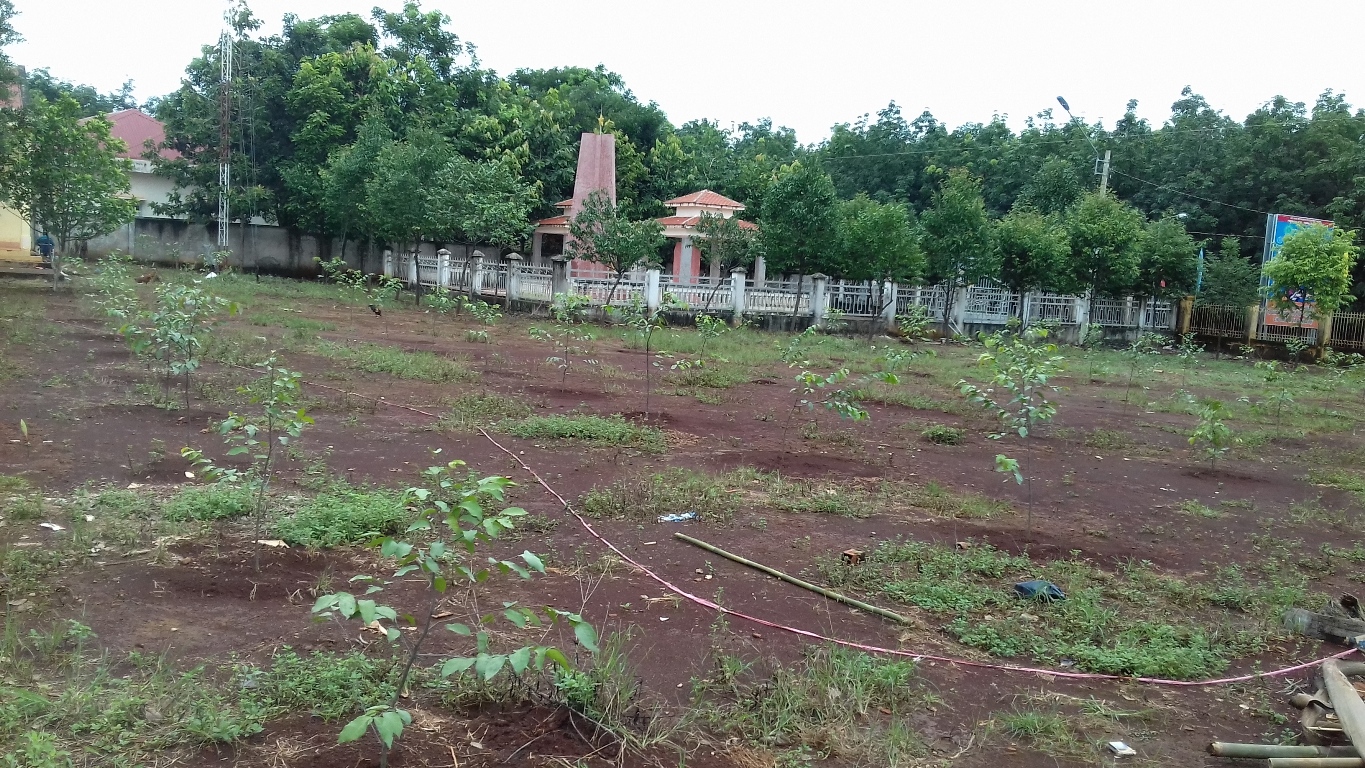 Kiểm tra cây trồng, tỷ lệ cây sống tại UBND xã Long Hưng - huyện Phú Riềng